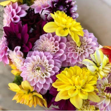 Florasource - Wholesale Fresh Cut Flowers - Dahlias Assorted 50 stems