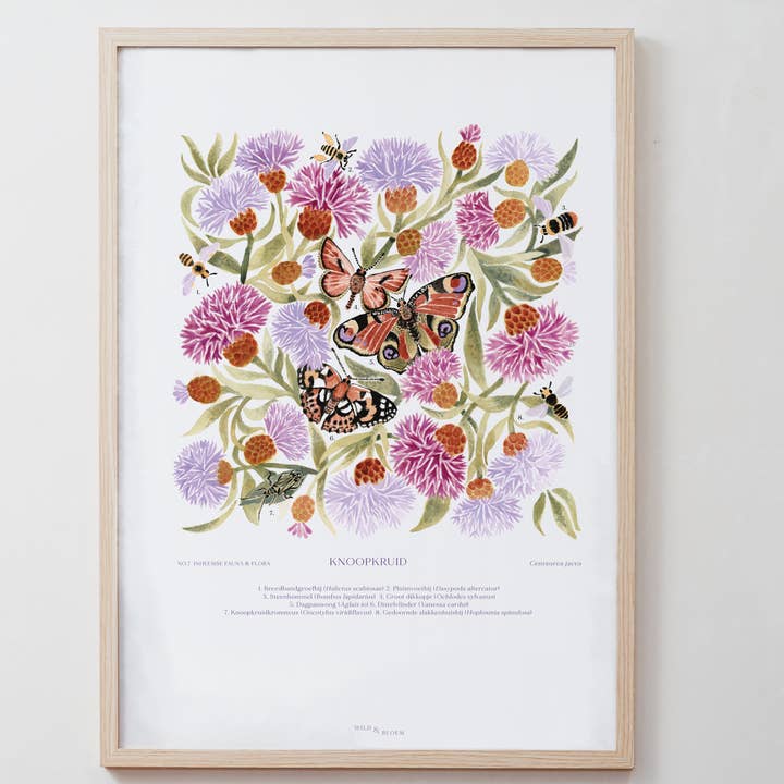 A2 poster - Knapweed for wholesale by Wild & Bloem