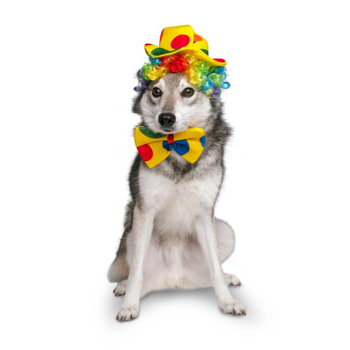 Midlee Designs - Wholesale Pet costume – Dog - Midlee Clown Costume Hat, Bowtie, and Wig Dog Costume5