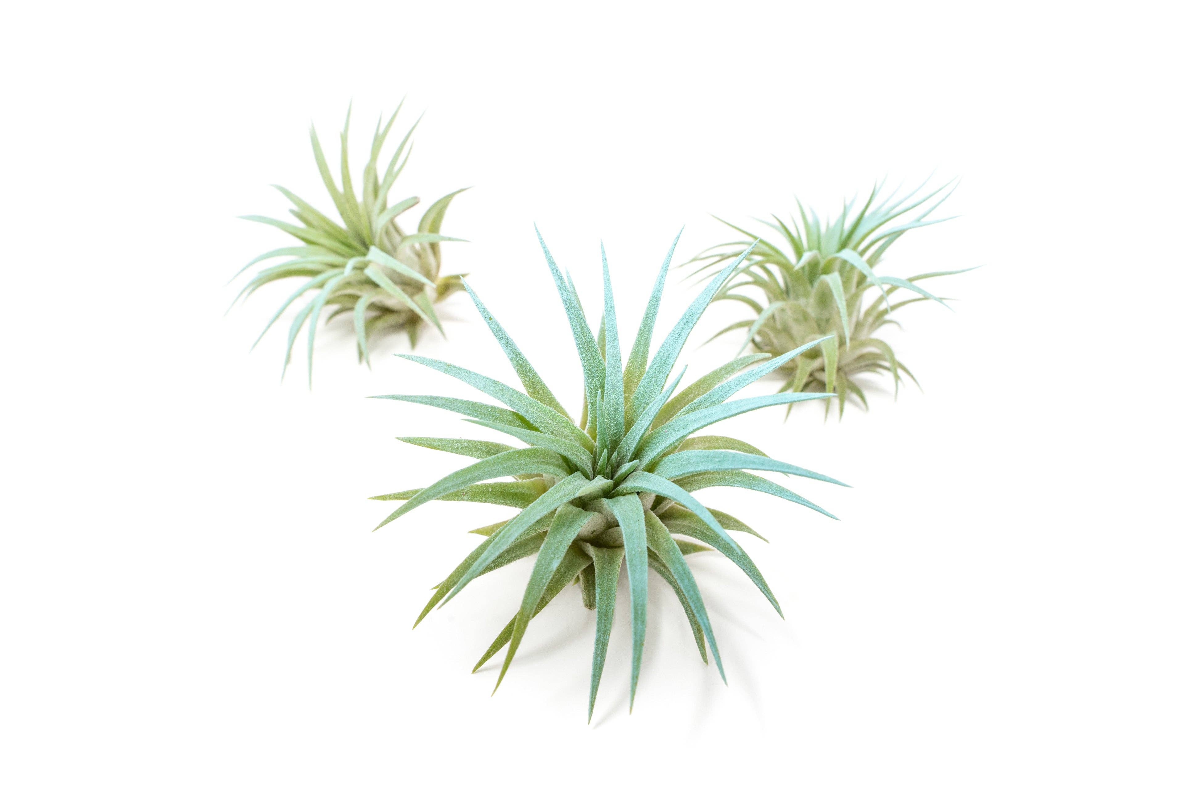 Air Plant Shop - Wholesale Live Plant - Color Enhanced Tillandsia Ionantha Rubra Air Plants25