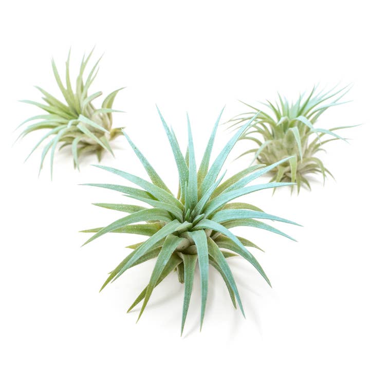 Air Plant Shop - Wholesale Live Plant - Color Enhanced Tillandsia Ionantha Rubra Air Plants25