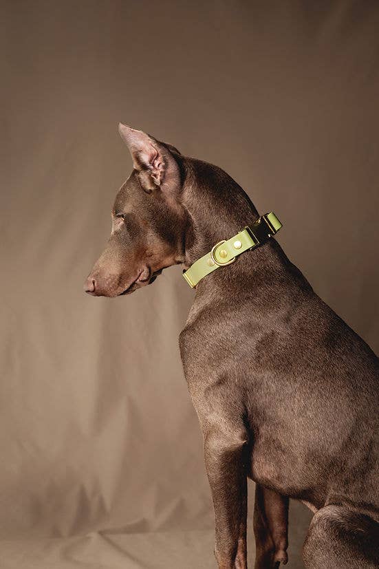 Pompon & Pets - Vendita all'ingrosso Collare - Cani - Collare Avvocato - Biothane1