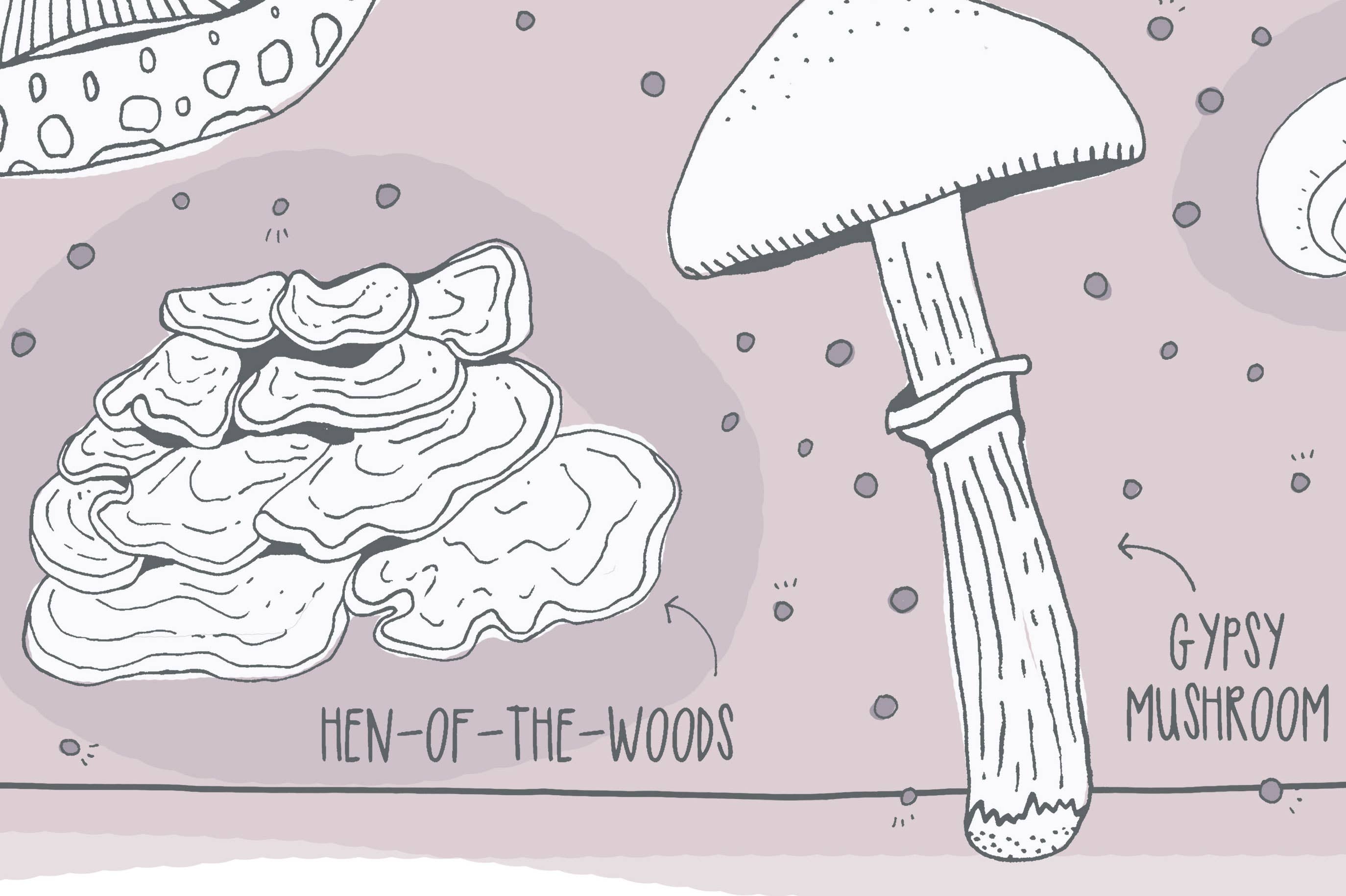 Pen+Pine - Wholesale Art Print - Wild Edible Mushrooms Print2