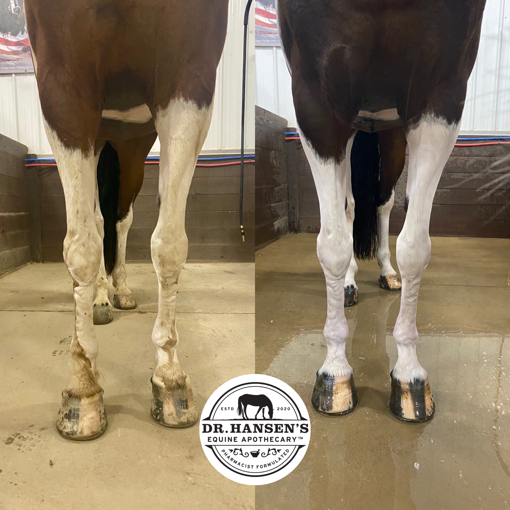 Dr. Hansen's Equine Apothecary - Wholesale Horse Conditioner/Grooming Aid - Unicorn Foaming Shampoo13