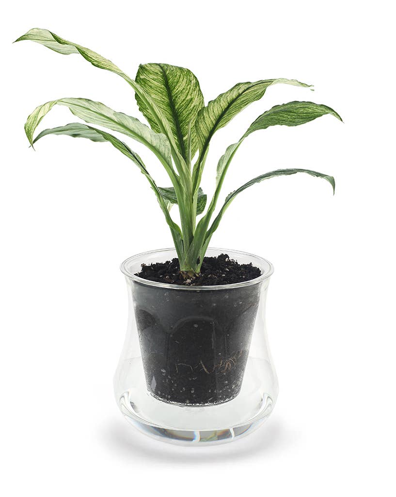 CUP O FLORA® - Wholesale Plant pot - X-Large Self-watering Planter