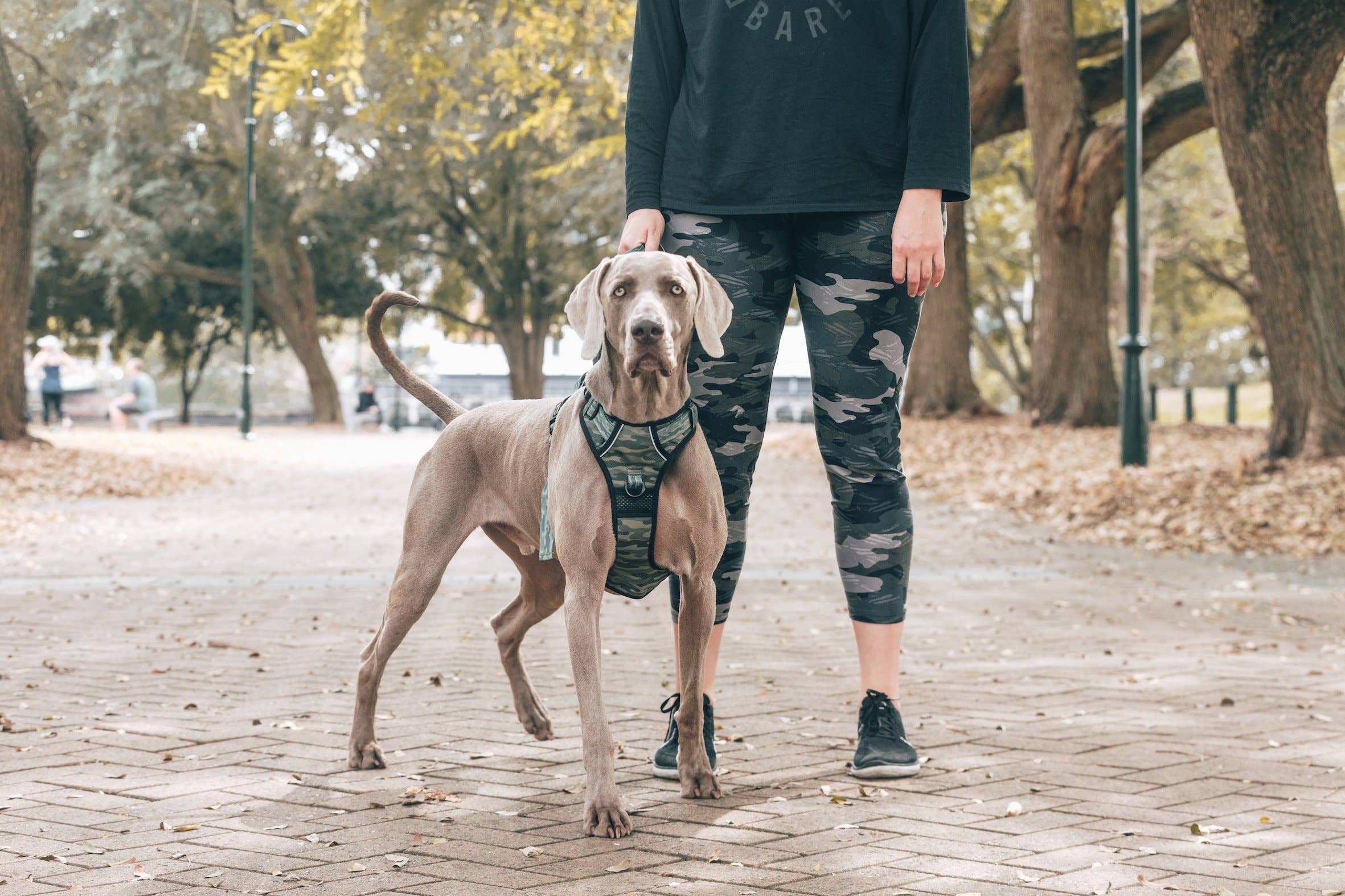 Big and Little Dogs – Engroshandel Kæledyrssele – Hund – Big and Little Dogs camoufleret allround sele til hunde3