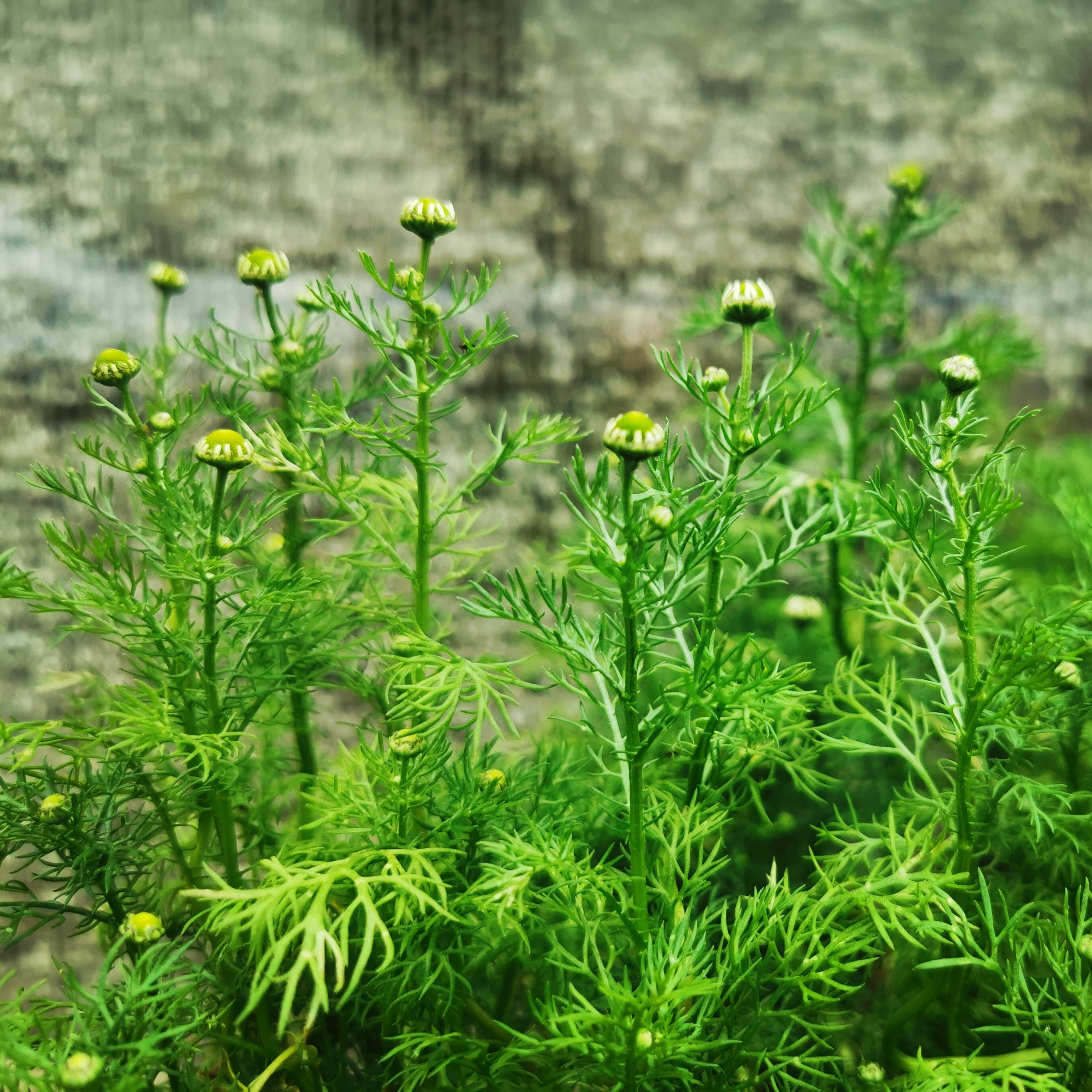 New Leaf Nurseries – wholesale Plant seeds – Spring into March Veg/Herb Seed Bundle 100 Packets of Seeds8