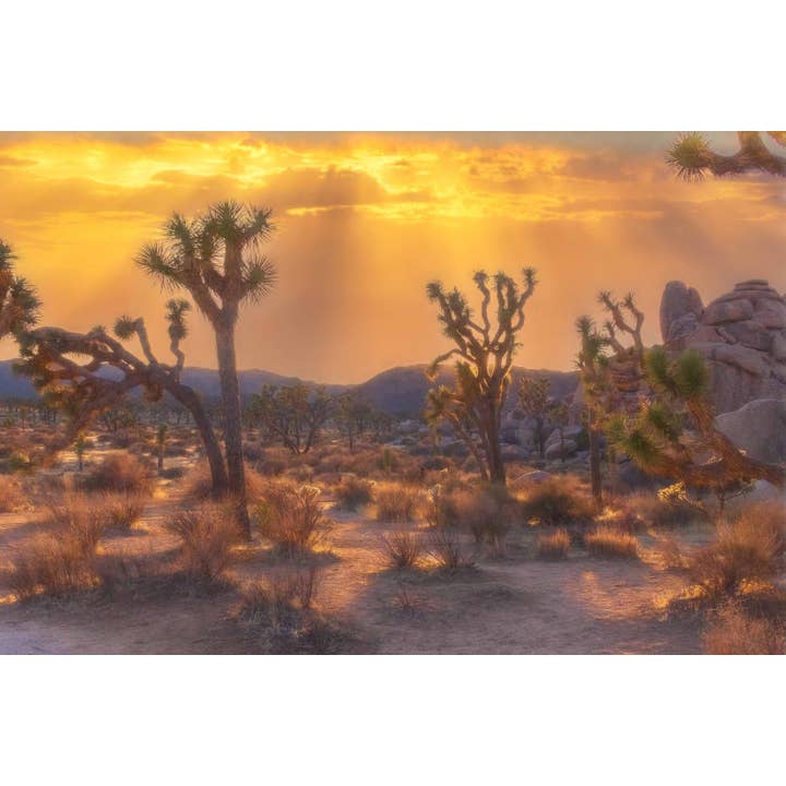 Joshua Tree Desert Sunset. Canvas Wall Art for wholesale by Richard Miles Photos
