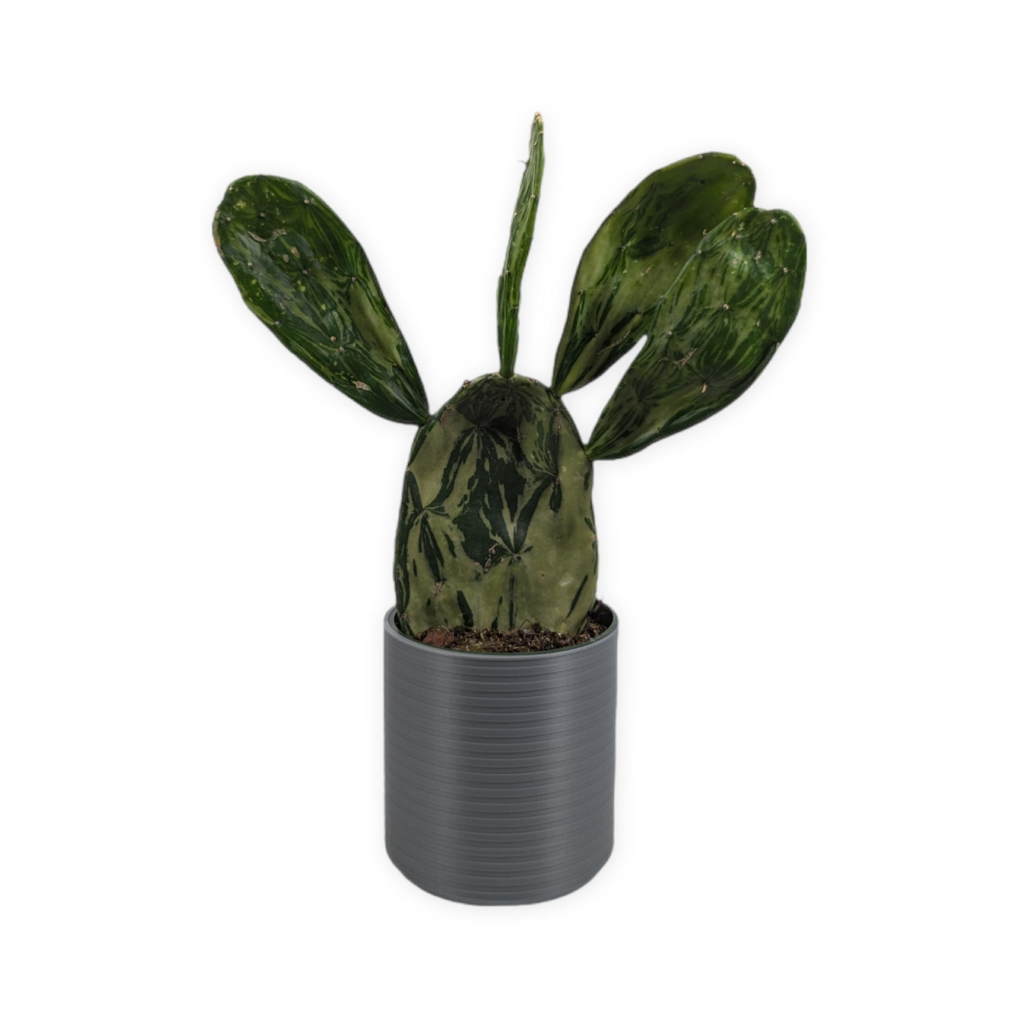 Leafprints.3d - Wholesale Plant Pot - The Talipot- 4 Inch Cover Pot (No Drainage)16