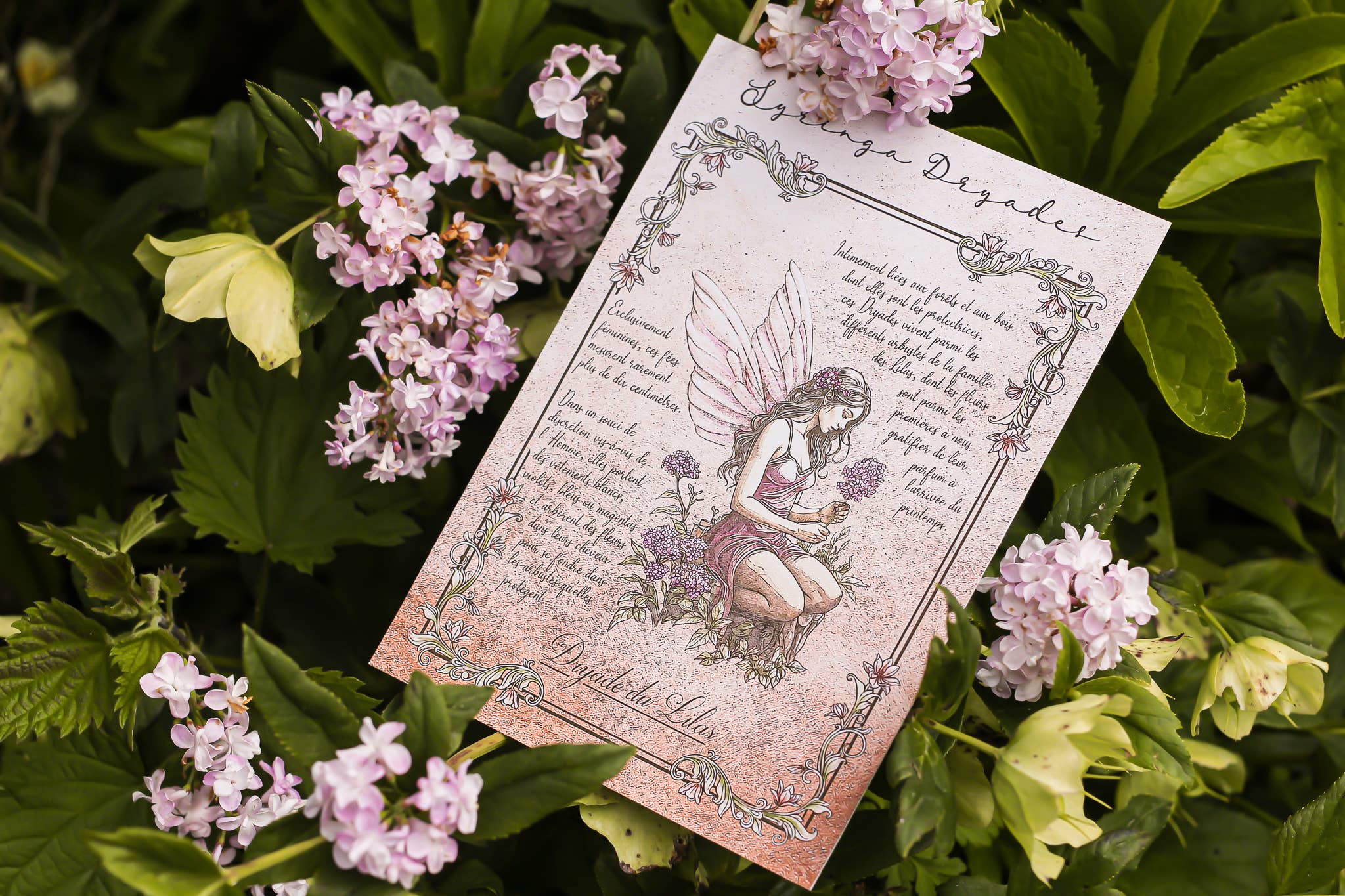Faërie - Wholesale Art Print - Lilac Dryad2