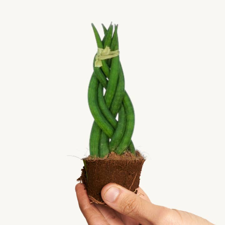 Sansevieria Cylindrica Intrecciata per la vendita all'ingrosso da parte di Miniplanta
