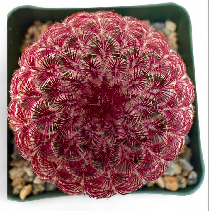 Plant Vault - Wholesale Live Plant - Purple Rainbow Cactus
