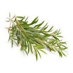Herbs On The Hill – wholesale Essential oil – Tea tree Essential Oil 10mlCrisp, medicinal, and green—a clean, clarifying herbal essence.0