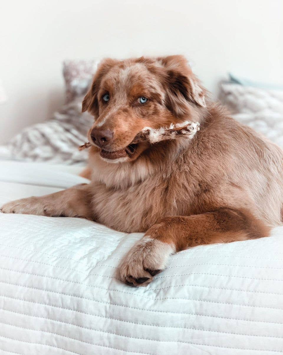 Kivo Petfood – wholesale Godis - Hund – Hundgodis - Kaninöron med päls - 100 g2