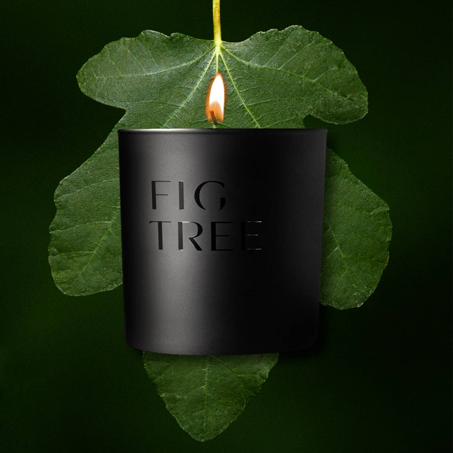 Studio Stockhome - Wholesale Jar/Filled Candle - Fig Tree Scented Candle | Natural Soy, Coconut, Beeswax 1