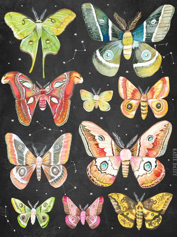 Moth Chart Print for wholesale by Katie Daisy
