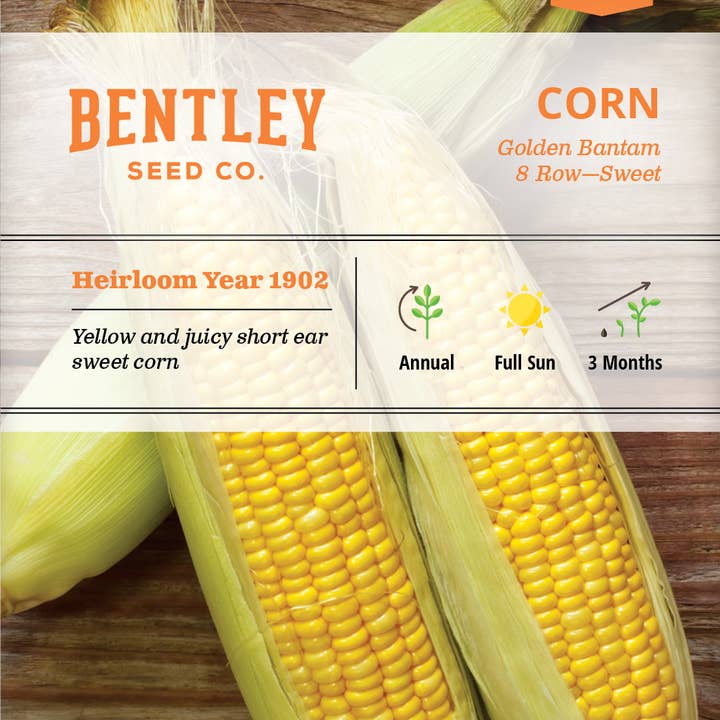 Bentley Seed Co. - Wholesale Plant Seeds - Corn-Golden Bantam 8 Row