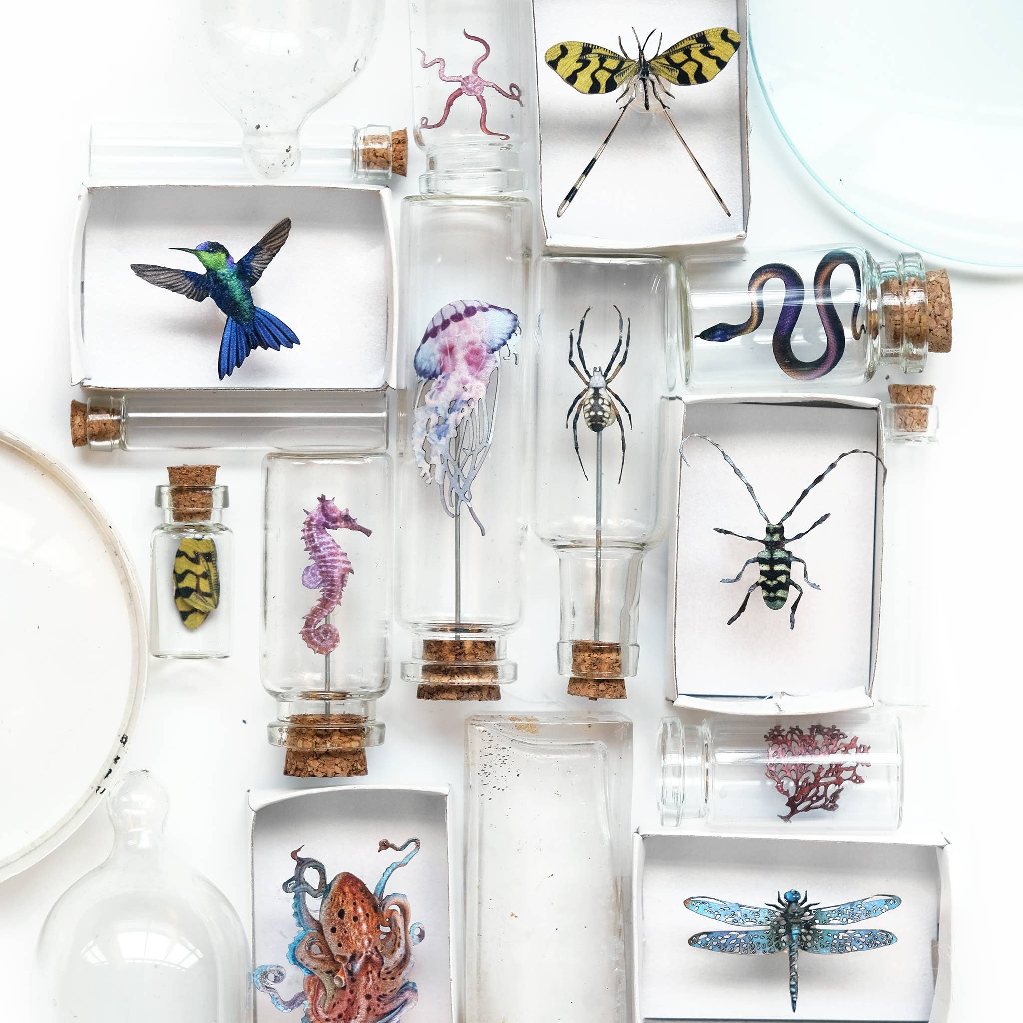 Moth and Myth - Wholesale Decorative Figurine - 'Biophilia' Micro Specimen Collection2
