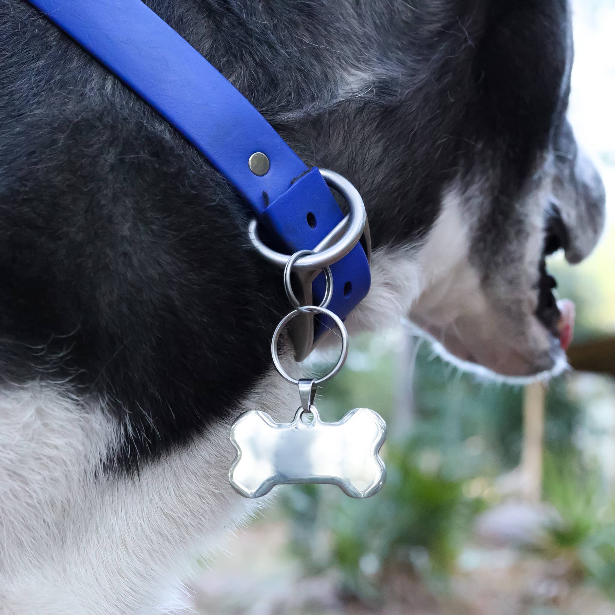 WJW - Vente Médaille pour collier – chat et chien - Médaille vierge en os de chien en acier inoxydable PVD or 18 carats2