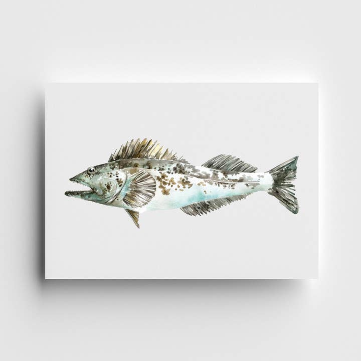 Lingcod Limited Edition Print for wholesale by Kelly Clause Art