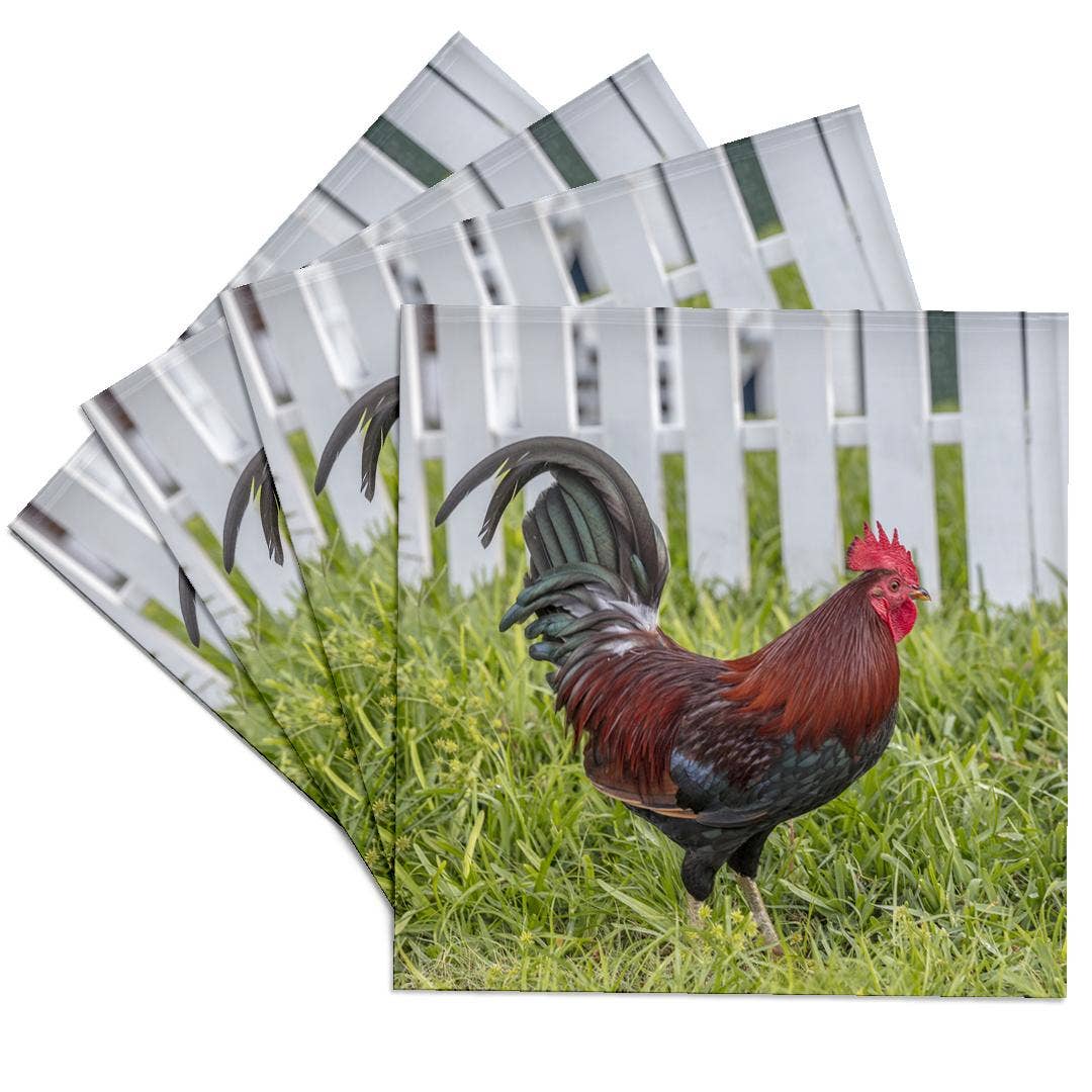3dRose - Wholesale Coasters - 3dRose, Cubalaya Gypsy Rooster in Key West, Florida, USA., Coaster0