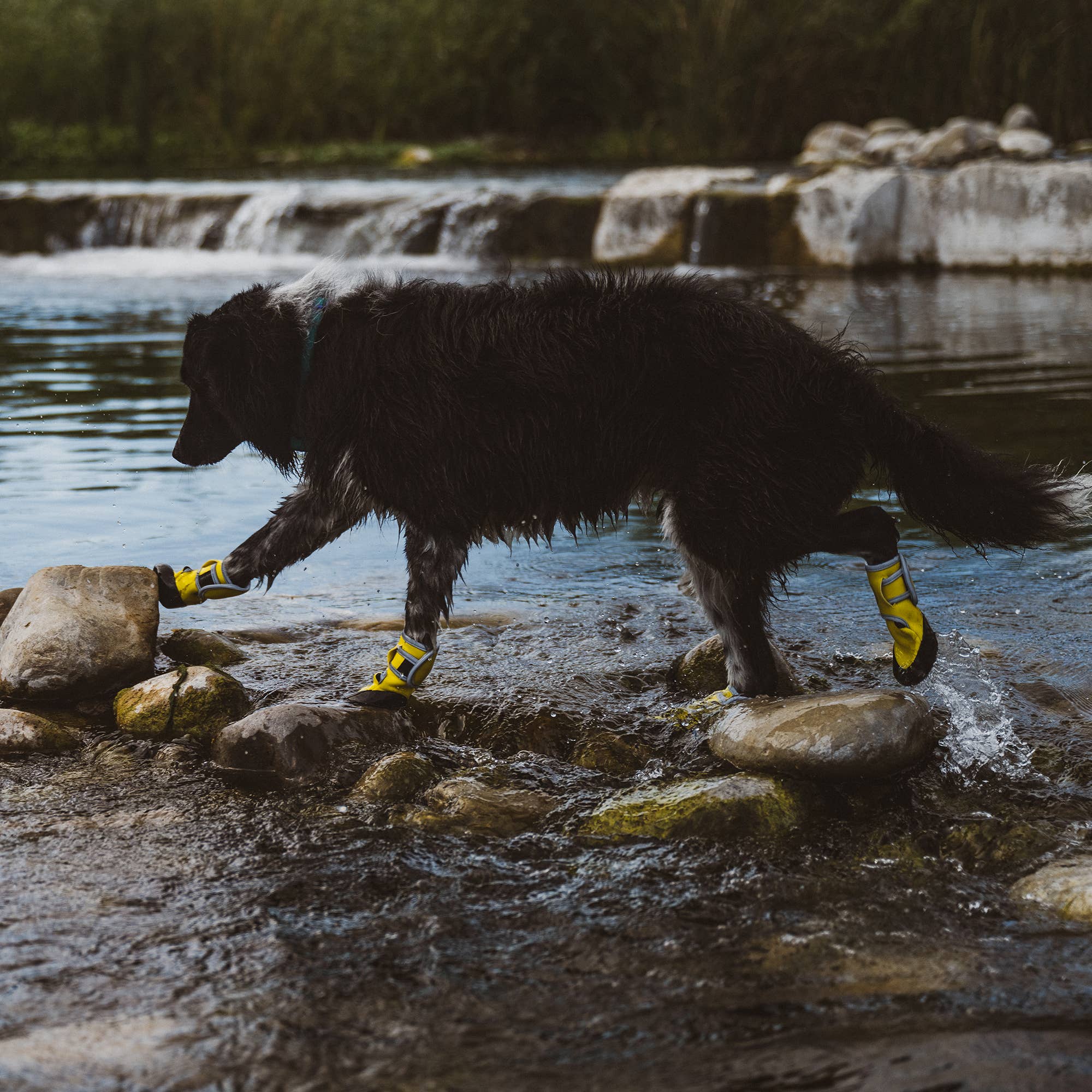 Carolina Pet Company - Wholesale Pet Boots - Dog - Body Glove Paw Protector Booties10