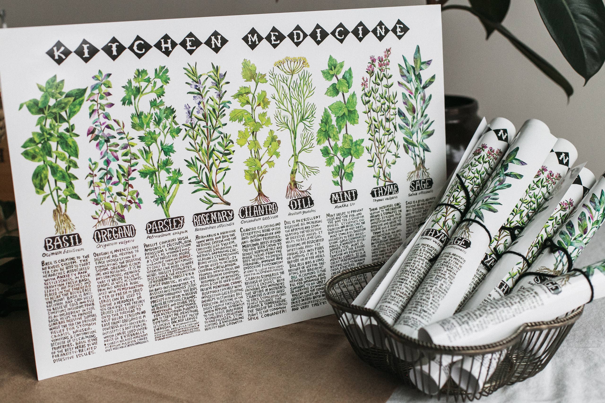 Thyme Herbal – wholesale Poster – Kitchen Medicine affisch1