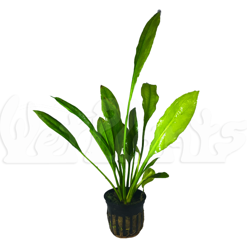 Wetplants - Vente Plante - Swordplant Amazon1