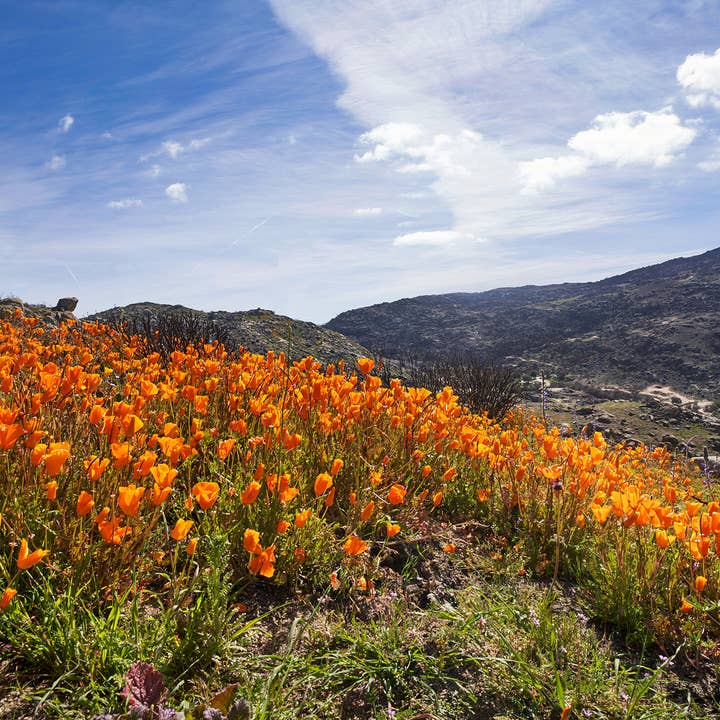 The Jonsteen Company - Wholesale Plant Seeds - California Poppy | Seed Grow Kit11