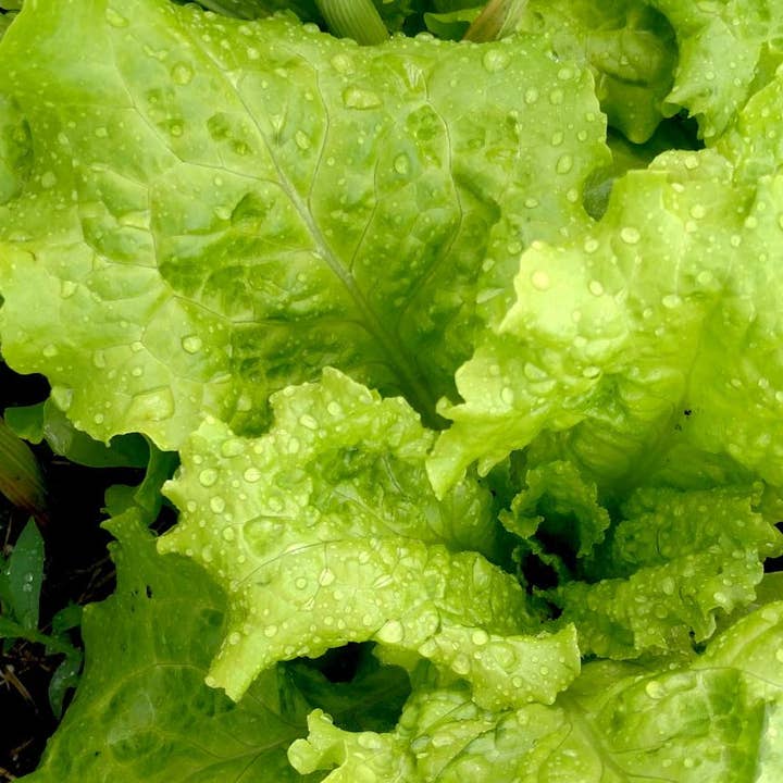 Sow True Seed - Wholesale Plant Seeds - Lettuce Seeds - Black Seeded Simpson