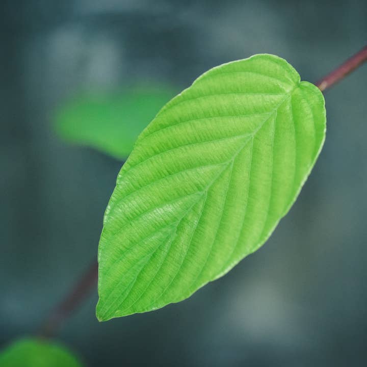 En Blad Fotokonst Multi-Storlek Väggdekor Tryck för wholesale av Hope Decor