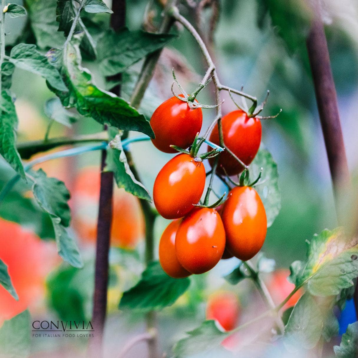 CONVIVIA for italian food lovers – wholesale Pastasås – Ekologisk färdig sås av datterinotomater 330g4