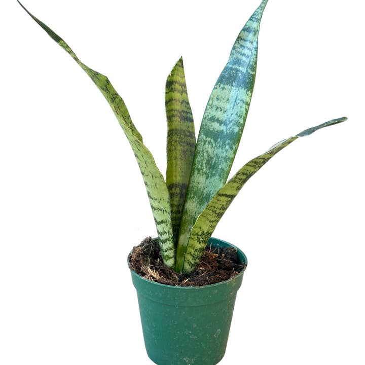 4" Sansevieria Zeylanica – Wholesale Live Plant and other Purchase Wholesale prezzo rucola. Free Returns & Net 60 Terms on Faire trending on Faire.