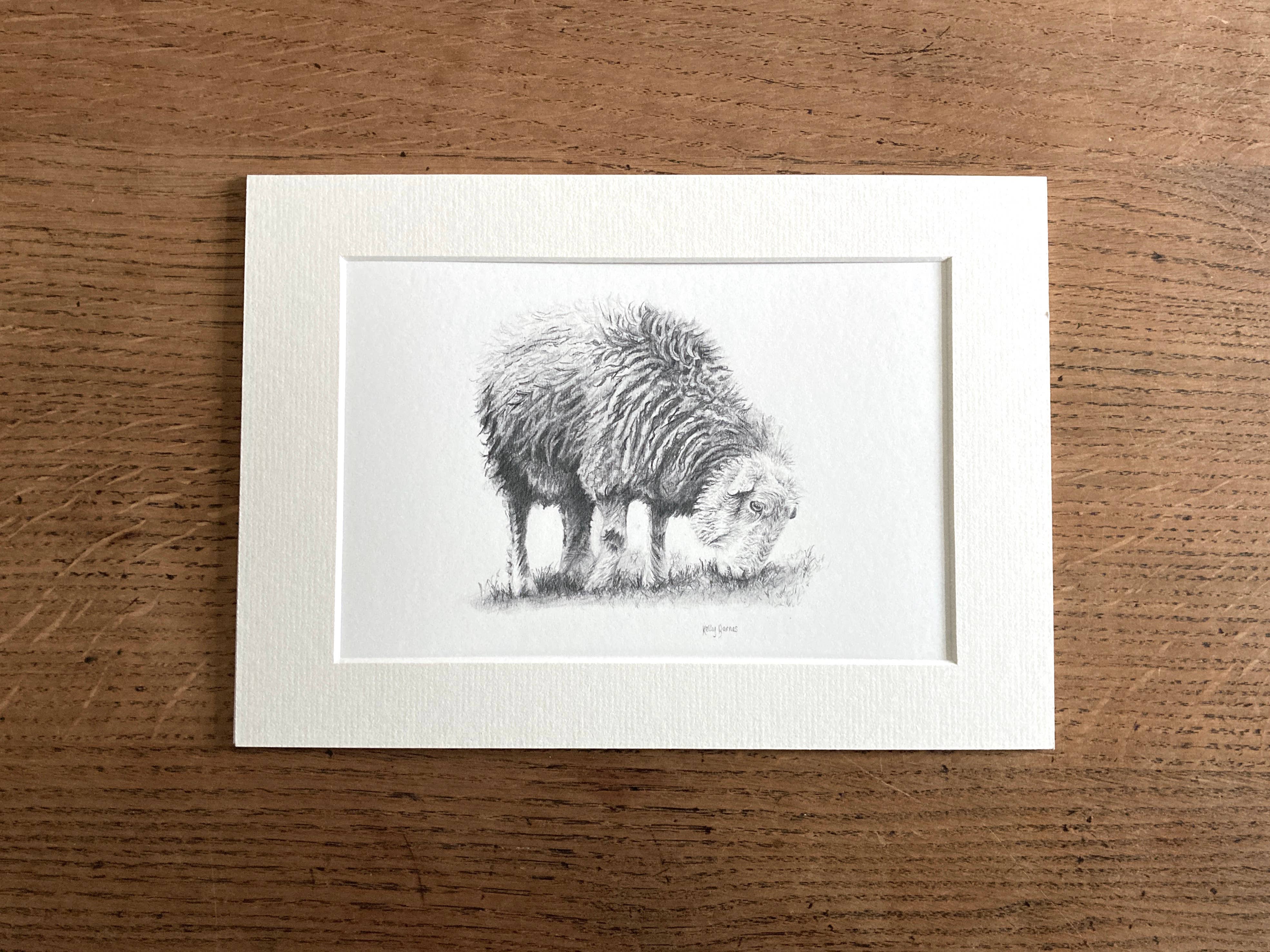 Kelly Barnes Portraits – wholesale Art print – Herdwick Sheep Mounted Print | Pencil Drawing | Farm Animals0