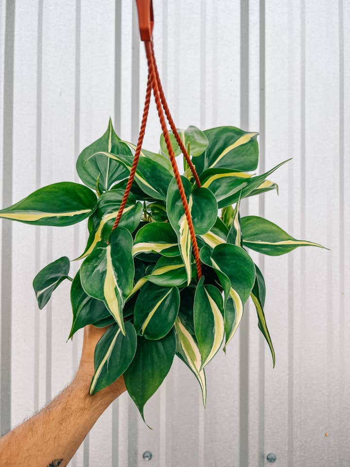 6" Philodendron 'Silver Stripe' (Hanging Basket) for wholesale by BWH Plant Co