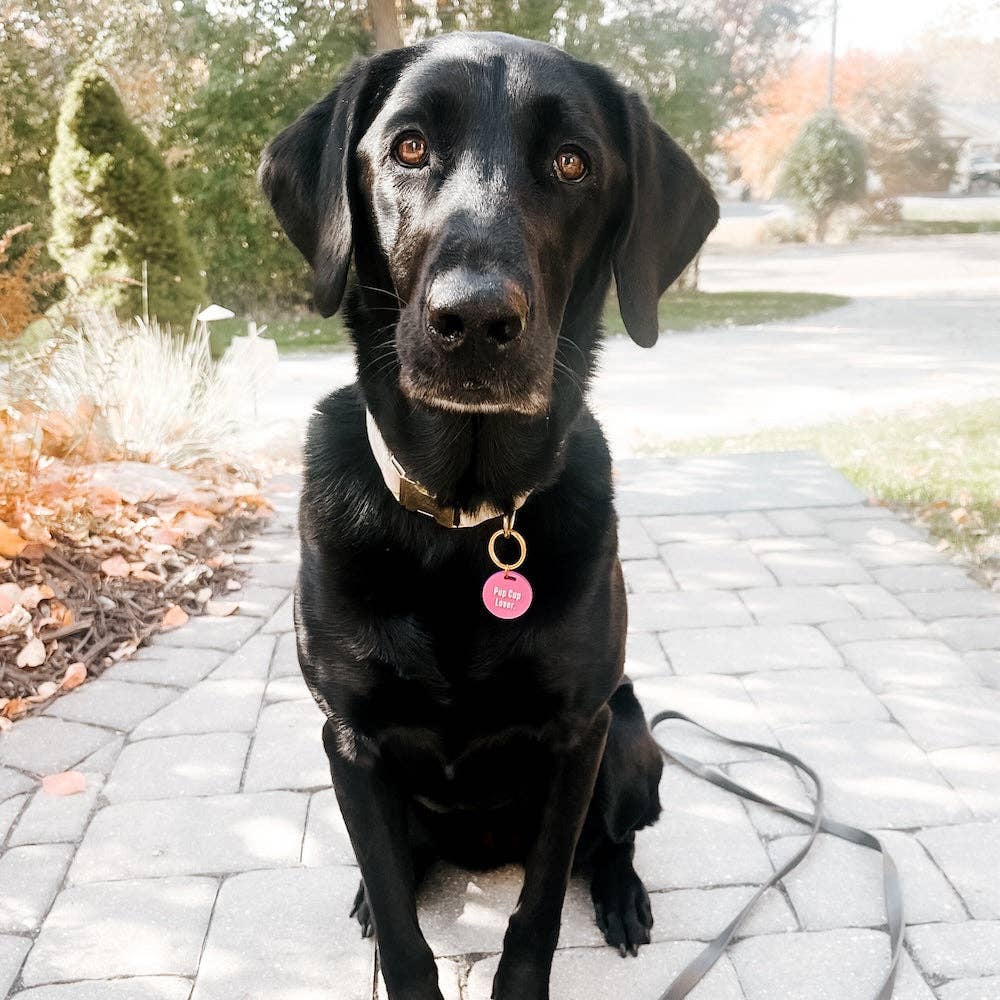 Pretty Simple - Wholesale Pet Identification Tag - Cat/Dog - Gus & Co - Dog Tag and Keychain Set Wholesale6