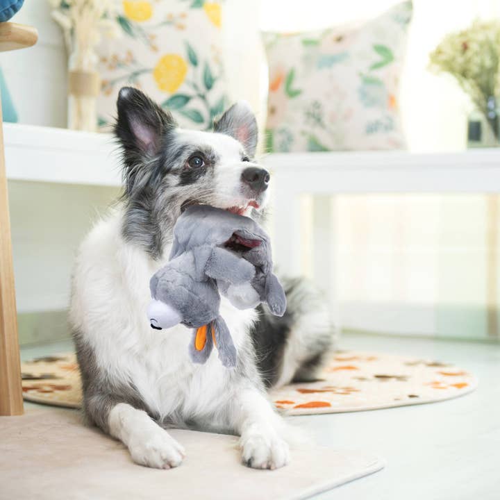 Nocciola - Wholesale Pet squeaky toy – Dog - Nocciola 5 PCS 3D Dog Squeaky Toys | No Stuffing Body Dog Toy Set for Small to Large Dogs3