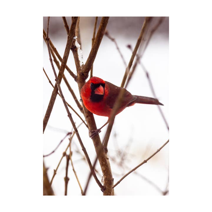 Cardinal in the Bush | Berlin, Vermont for wholesale by wjd photography