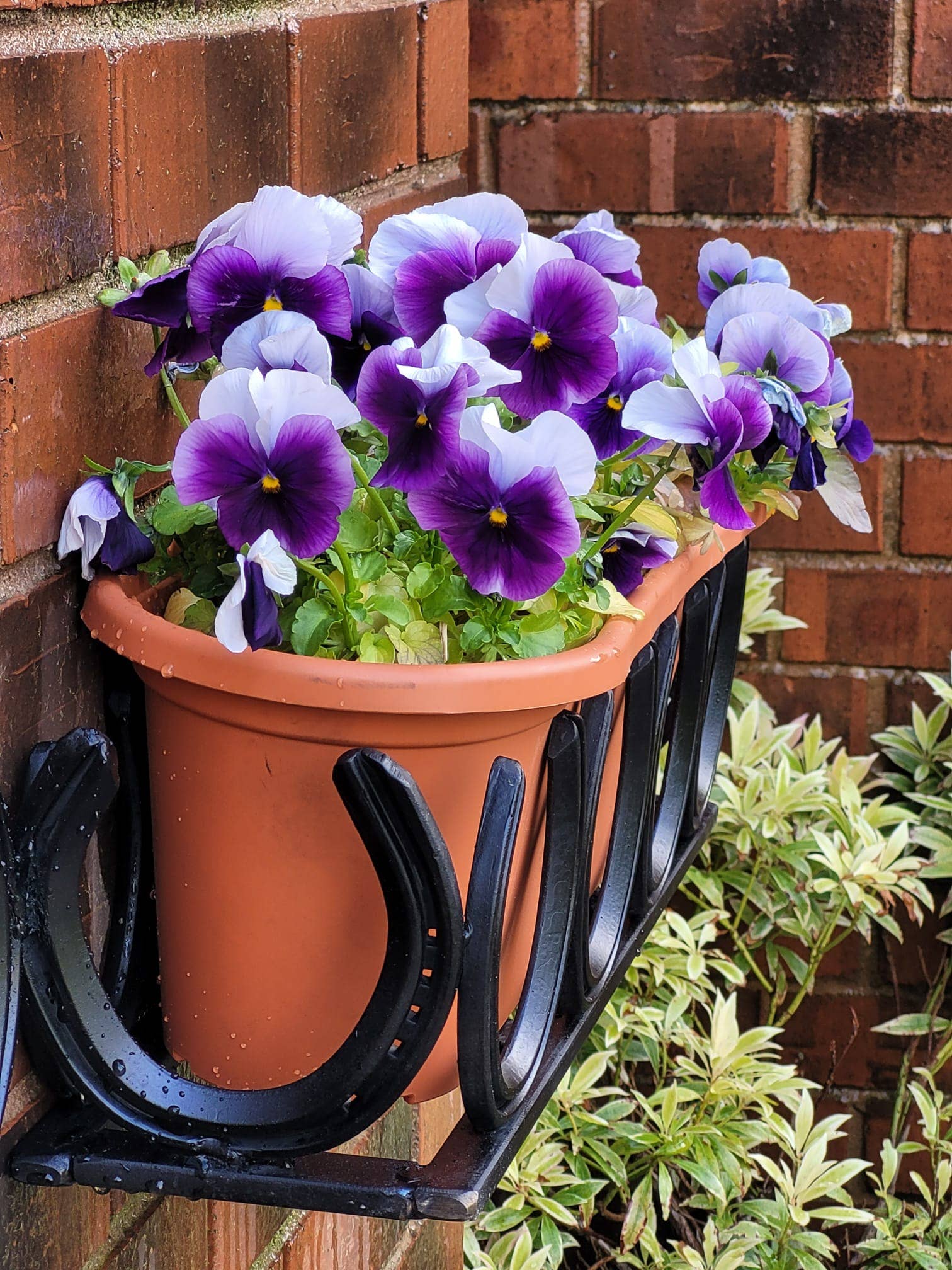 Horseshoe Collection – wholesale Wall planter – ULTIMATE  WINDOW / WALL BOX1