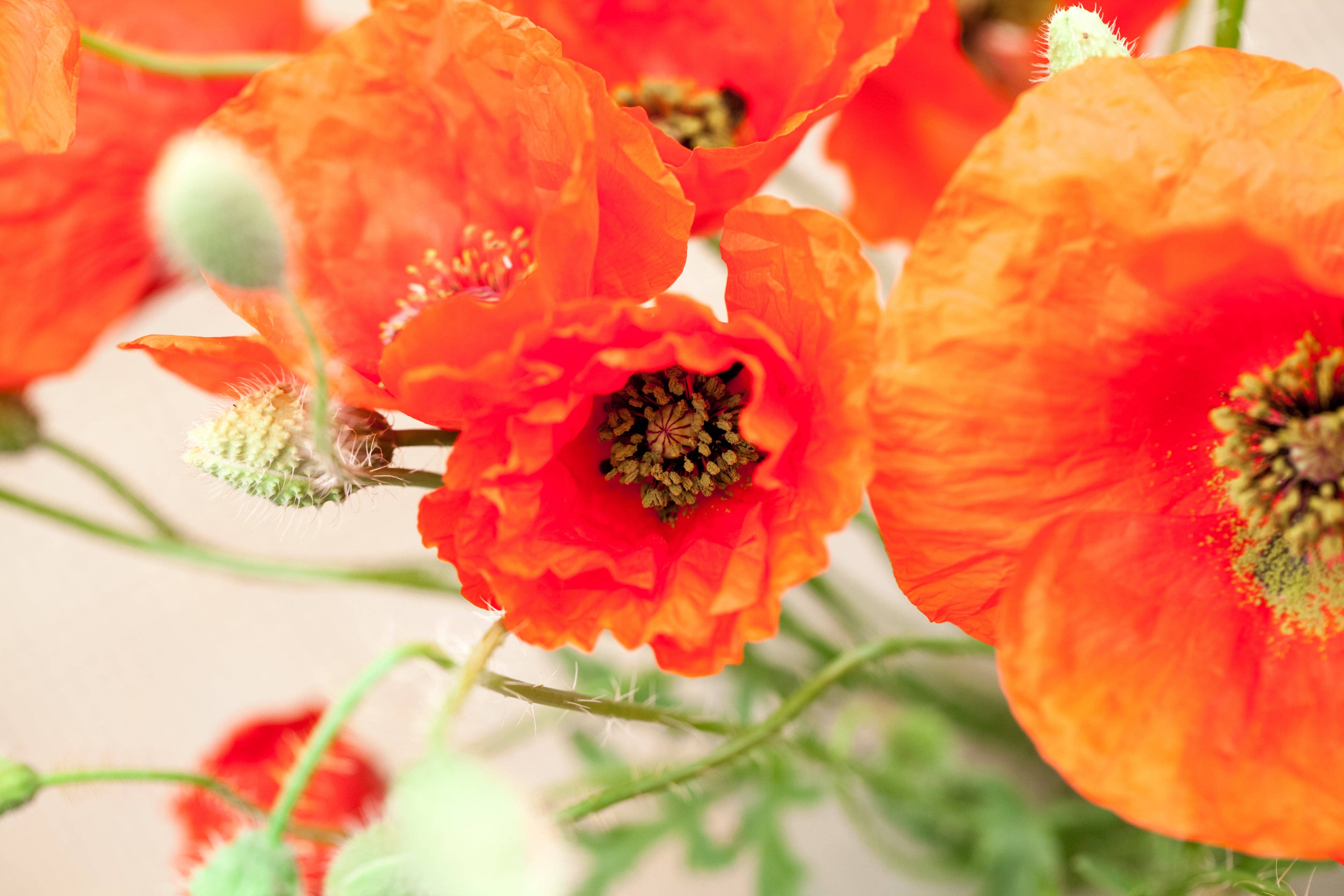 Bentley Seed Co. - Wholesale Sympathy Card - Memorial Cardinal - Flanders Poppy Seed Packets7