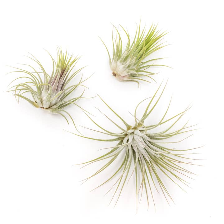 Air Plant Shop - Wholesale Live Plant - Tillandsia Ionantha Guatemala Air Plants (24)