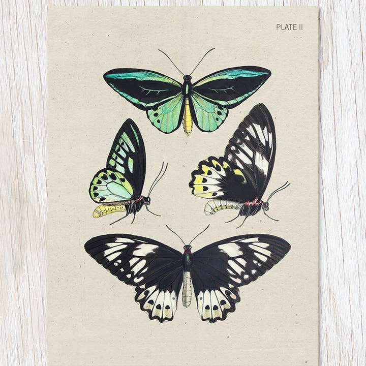 Cognitive Surplus β wholesale Everyday greeting card β Butterfly Collection Specimen Plate 2 Card (Case of 6)