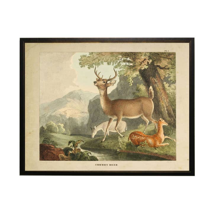 Vintage Common Deer bookplate for wholesale by Antique Curiosities Inc