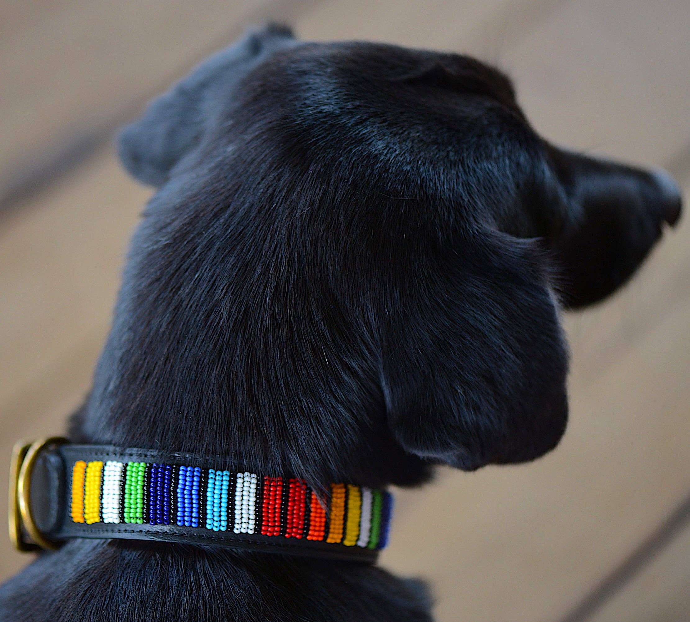 WILD at HEART Kenya - Vendita all'ingrosso Collare - Cani - Collare per cani in pelle nera con perline arcobaleno0