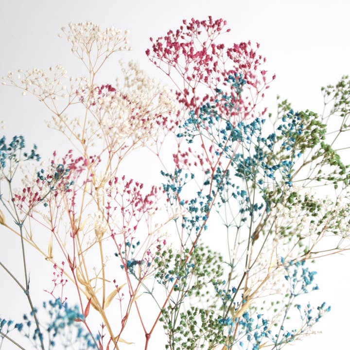 Roxanne's Dried Flowers - Wholesale Dried/Pressed Flowers - Gypsophila - Preserved Mini 5