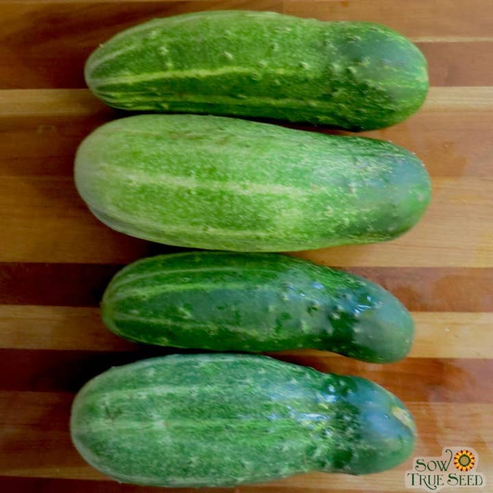 Sow True Seed - Wholesale Plant Seeds - Pickling Cucumber Seeds - Bushy