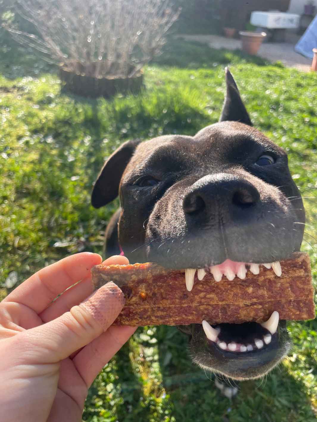 Truffe Délice - Wholesale Pet Treats - Dog - Chicken strips1