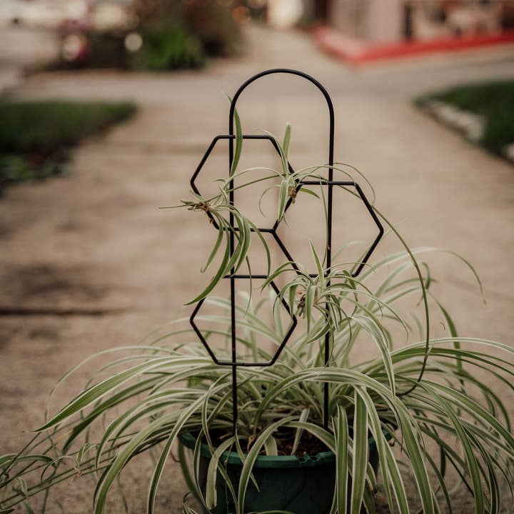 PlantsNsht - Wholesale Trellis - Metal Honeycomb Trellis6