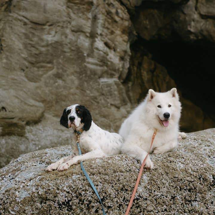 le shoob - Wholesale Pet Leash - Dog - "Oasis" Waterproof Leash