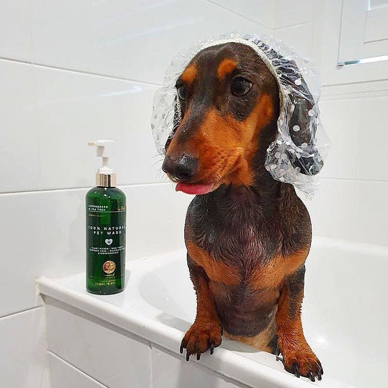 nontre.co - Wholesale Pet Cleaning Supplies - Pet Wash 500ML, 100% Naturally Protective8